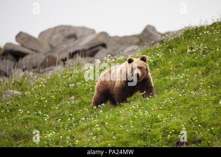 Kamtschatka Braunbär (Ursus arctos) beringianus Stockfoto