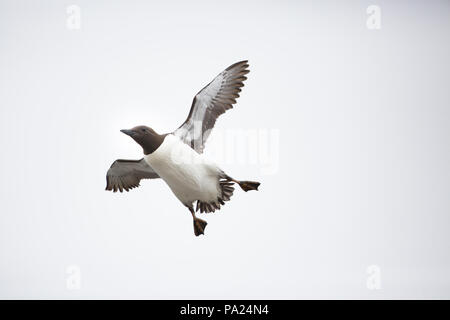Common Murre im Flug Stockfoto