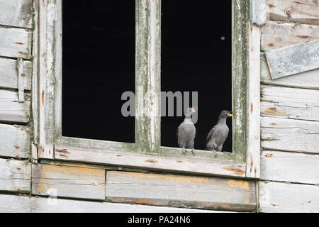 Crested Auklets im Rahmen der abgebrochenen Gebäude aus Holz Stockfoto