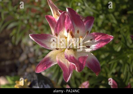 Ein Rosa und Weiß Doppel Lilie blüht in der Sonne Stockfoto