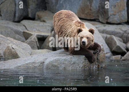 Eine Kamtschatka Braunbär (Ursus arctos) beringianus an der Küste des östlichen Russland Stockfoto