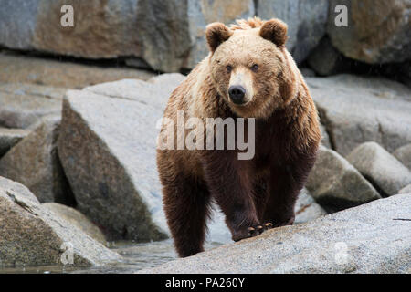 Eine Kamtschatka Braunbär (Ursus arctos) beringianus an der Küste des östlichen Russland Stockfoto