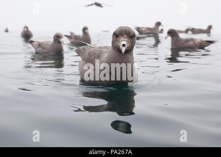 Northern Eissturmvögel sitzen auf einem ruhigen Meer im Nebel Stockfoto