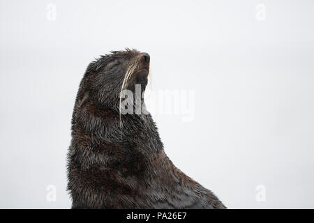 Northern Fell Dichtung (Callorhinus ursinus) Stockfoto