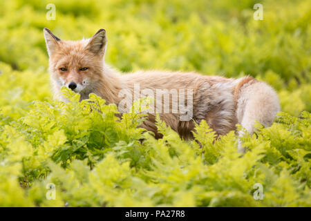 Jakutsk Red Fox (Vulpes vulpes), Kamtschatka Stockfoto