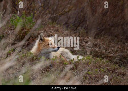 Red Fox, Kamtschatka Stockfoto