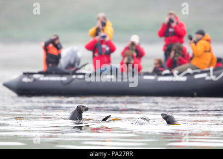 Touristen anzeigen Sea Otters in der Wildnis von einem Sternzeichen Stockfoto