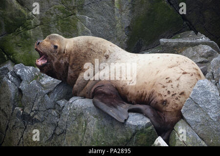 Steller Sea Lion, des Ochotskischen Meeres Stockfoto