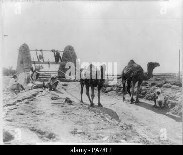 268 Kamele Zeichnung Wasser vom Brunnen für die Bewässerung. 1905. Ägypten LCCN 2001705543 Stockfoto