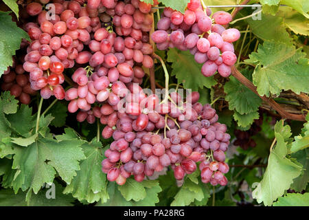 Crimson kernlose Trauben am Weinstock. Stockfoto