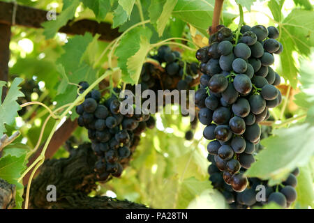 "Trauben Carolina Black Rose' am Weinstock. Stockfoto