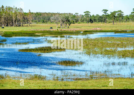 Florida, Kenansville, Landschaft, Grasland, Wasser, Teich, Besucher reisen Reise Reise touristischer Tourismus Wahrzeichen Kultur Kultur Kultur, Urlaub Gruppe peo Stockfoto