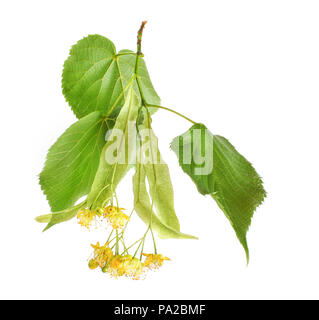 Linden (Tilia platyphyllos/cordata) Blätter und Blumen auf weißem Hintergrund. Detail Nahaufnahme Foto Stockfoto