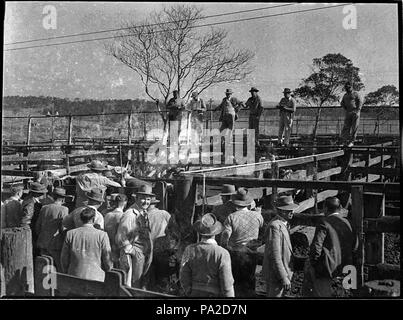 260 34673 SLNSW Waratah Vieh Umsatz Stockfoto