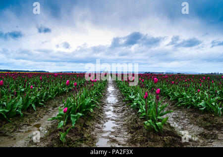 Tulpenfest Stockfoto