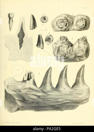 Eine Monographie über das Fossil Reptilia der Kreidezeit Formationen Stockfoto