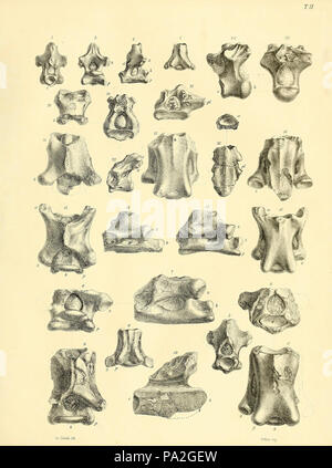 Eine Monographie über das Fossil Reptilia der Kreidezeit Formationen Stockfoto