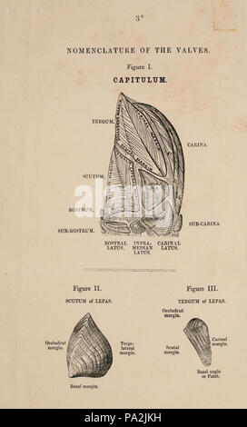 Eine Monographie über die Unterklasse Cirripedia Stockfoto