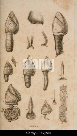 Eine Monographie über die Unterklasse Cirripedia (pl. I) Stockfoto