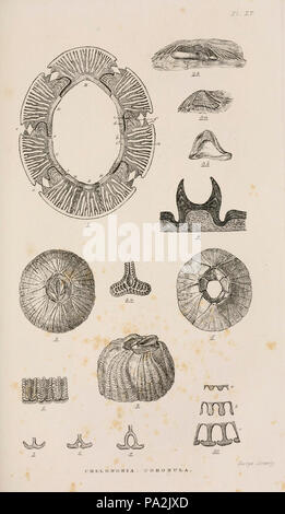 Eine Monographie über die Unterklasse Cirripedia (Platte XV) Stockfoto