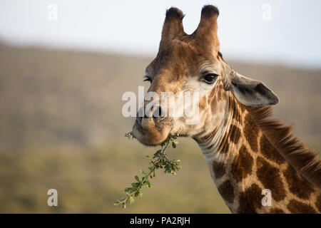 Ein Porträt einer Giraffe essen oder Fütterung auf Blätter in den Mund in die Kamera schaut Stockfoto