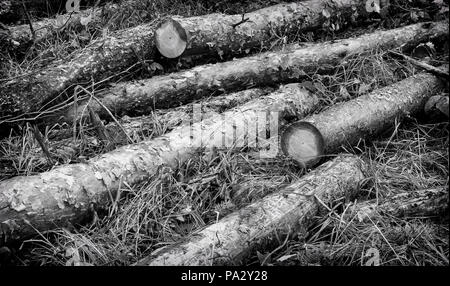 Auf einer Lichtung liegt den Stamm der Birke in mehrere Teile gesägt. Stockfoto