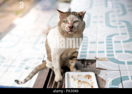 Alte Kater mit Narben und Wunden von Straßenschlachten, in der Nähe Stockfoto