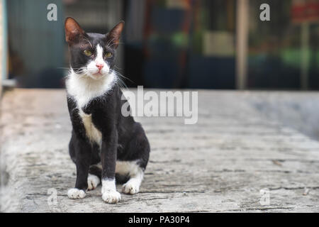 Kleine schwarze Katze mit weißem Kragen mark streunende Katze sitzt auf Betonboden Stockfoto