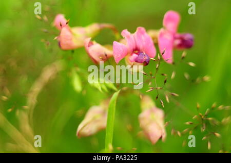 Rosa Blumen unter das Dickicht der grüne Gras in einem wilden Feld Stockfoto