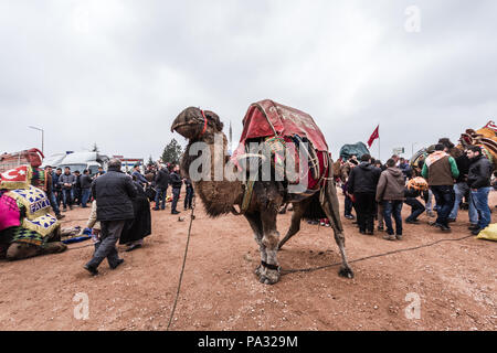 Balikesir, Thraki Net - Türkei - März 01, 2015: Kamele wartet in Thraki Net Kamel wrestling Festival Stockfoto