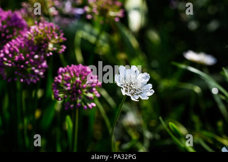 RHS Tatton Flower Show 2018 Stockfoto