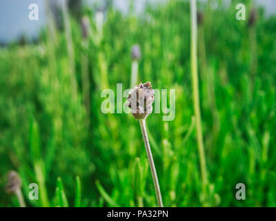 Ali'i Kula Lavendel Garten Flora auf der Insel Maui, Hawaii Stockfoto