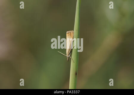 Crambus perlella Stockfoto