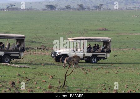 Pirschfahrt in der Masai Mara. Richard Branson Virgin Holidays safari Fahrzeuge. Gestoppt lion Spaziergang zu beobachten. Stockfoto