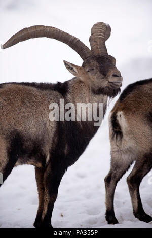 Pyrenäen im Schnee Steinböcke (Capra Pyrenaica), Spanien Stockfoto