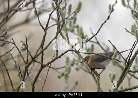 Seidensänger Warbler - Seidensänger bush Warbler - (Cettia cetti) Bourscarle de Cetti Stockfoto