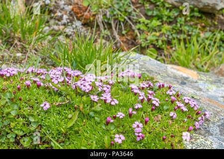 Rosa Moss campion Blumen im hohen Land Stockfoto