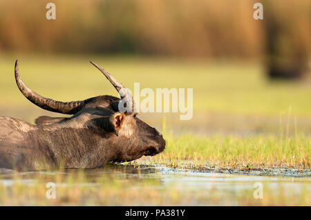 Wasserbüffel (Bubalus bubalis"), Thailand, Buffle d'eau Stockfoto