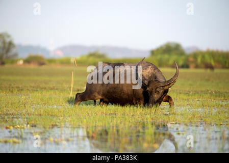 Wasserbüffel (Bubalus bubalis"), Thailand, Buffle d'eau Stockfoto