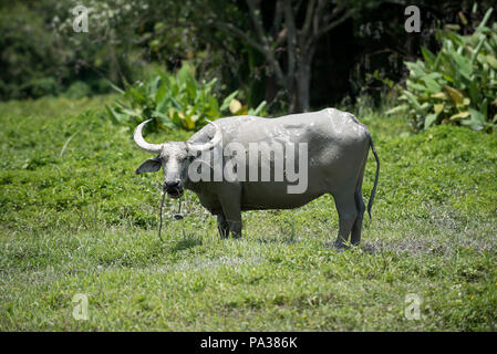 Wasserbüffel (Bubalus bubalis"), Thailand Stockfoto