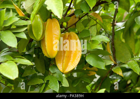 Carambola - Obst - Averrhoa carambola - Thailand - carambole - Obst - thaïlande Stockfoto