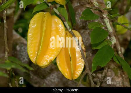 Carambola - Obst - Averrhoa carambola - Thailand - carambole - Obst - thaïlande Stockfoto