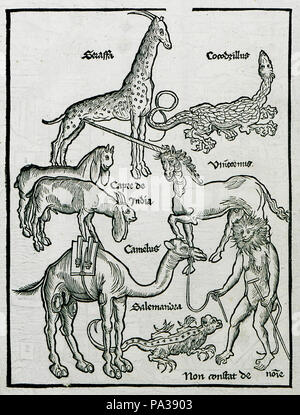 20 Tiere, die der Autor während seiner Reise ins Heilige Land - Bernhard von Breydenbach - 1502 gesehen Stockfoto