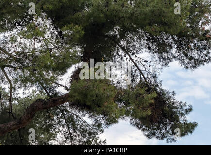 Graureiher (Ardea cinerea) sitzt auf dem Kiefer auf der Suche nach einige Zweige für Nest das Weben. Dies ist eine langbeinige räuberischen waten Vogel Stockfoto