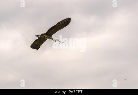 Graureiher (Ardea cinerea) fliegen in den bewölkten Himmel mit Zweig für Nest Weben in ihrem Schnabel. Dies ist eine langbeinige räuberischen waten Vogel Stockfoto