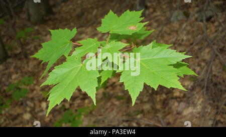 Makro einer jungen Ahornbaum in der Nähe der Drei Schwestern und Carter Ledge Trail in Albany, New Hampshire. Stockfoto