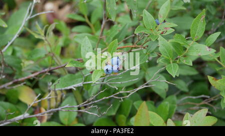 Blueberry Bush in der Nähe der Drei Schwestern und Carter Ledge Trail in Albany, New Hampshire. Stockfoto