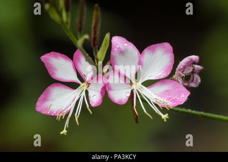Zart rosa und weißen Blüten des Compact, Sommer blühende winterharte