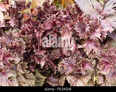 Gefältelt, dunklen Laub von Red Shiso, Perilla frutescens var. crispa, Ingwer gewürzt. jährliche kulinarische Kraut Stockfoto