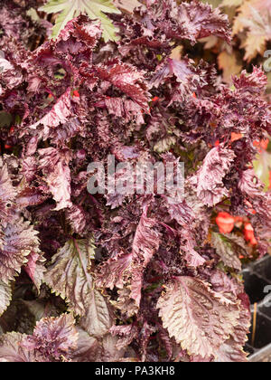 Gefältelt, dunklen Laub von Red Shiso, Perilla frutescens var. crispa, Ingwer gewürzt. jährliche kulinarische Kraut Stockfoto